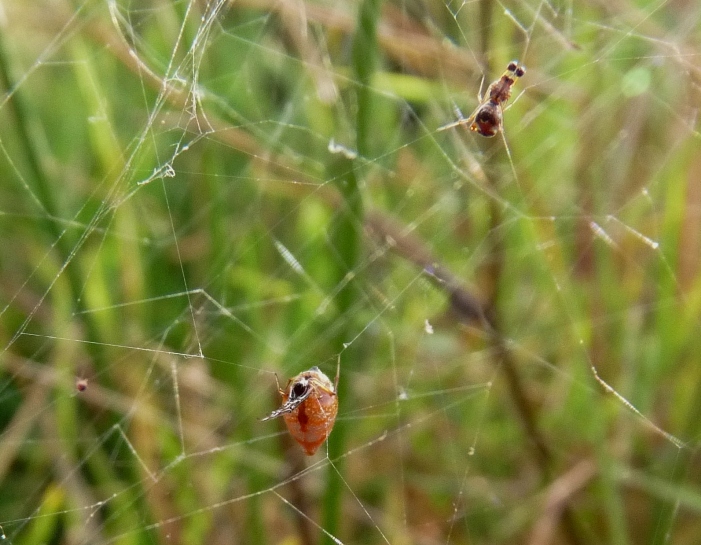 Gli astuti Argyrodes